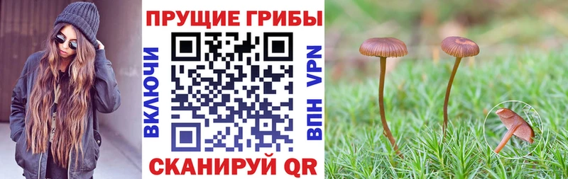 Псилоцибиновые грибы прущие грибы kraken маркетплейс Лебедянь